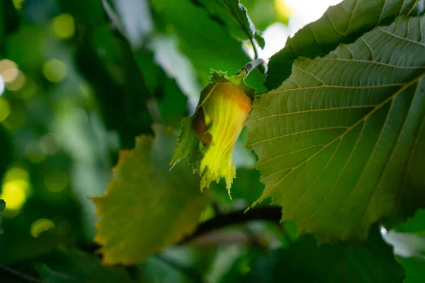 Hazelnoot Een Struik Met Bladeren Late Zomer Herfst Vlot Met — Stockfoto