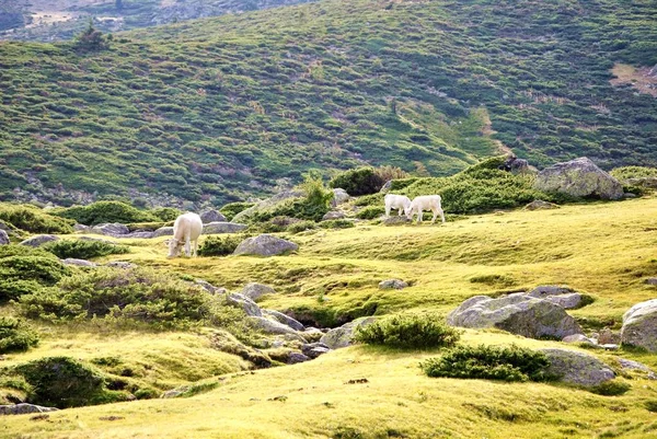 Αγελάδες pasturn στο βουνό — Φωτογραφία Αρχείου