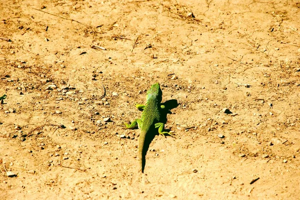 Lagarto Verde Tierra — Foto de Stock