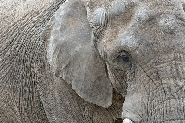 아프리카 코끼리의 보기 닫기 — 스톡 사진