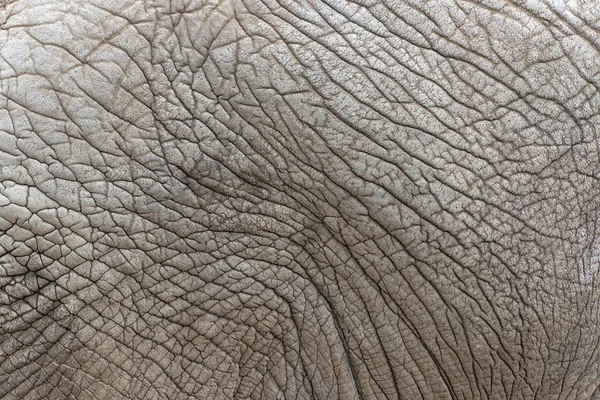 Vista próxima da textura da pele de elefante africano — Fotografia de Stock