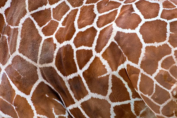 Bruine vlekken op de huid van een giraffe — Stockfoto