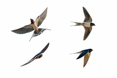 swallow çeşitli duruşlar 