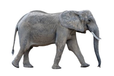 gri Afrika fili izole yürüyüş