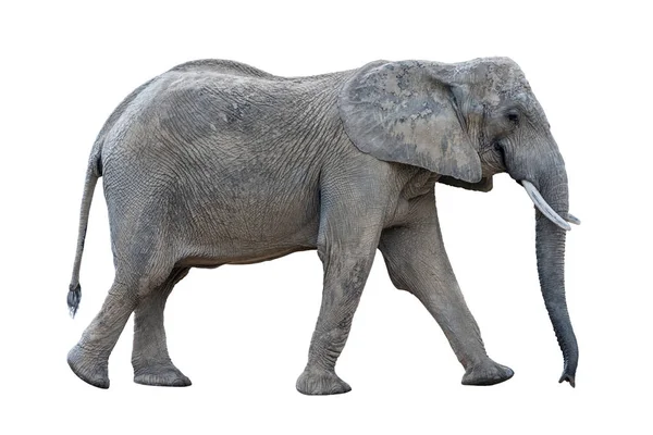 회색 절연 아프리카 코끼리 도보 — 스톡 사진