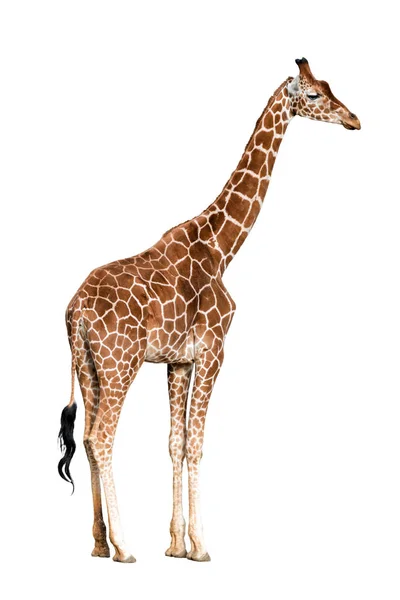 Giraffa camelopardalis isolated — Stock Photo, Image