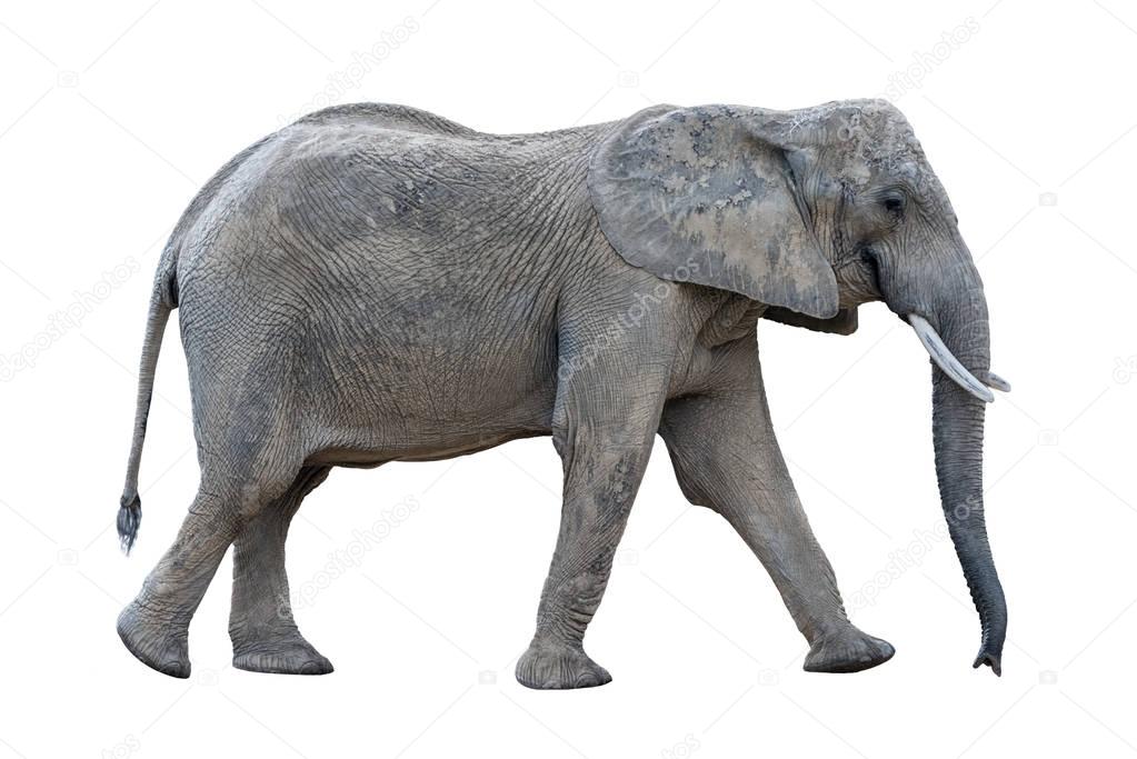 gray walking african elephant isolated