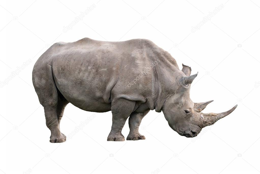 white rhinoceros ceratotherium simum isolated on white background
