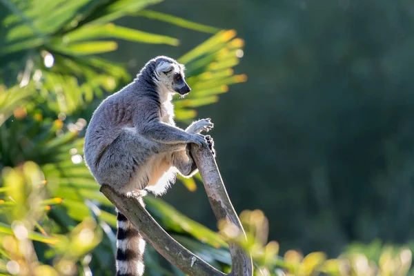 Lemur Maki Catta Jalá Caer Sentado Rama Árbol Iluminación Contraluz — Foto de Stock