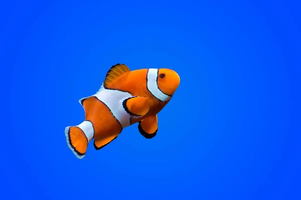 Amphiprioninae palyaço balığı derin mavi deniz rengi arka planda