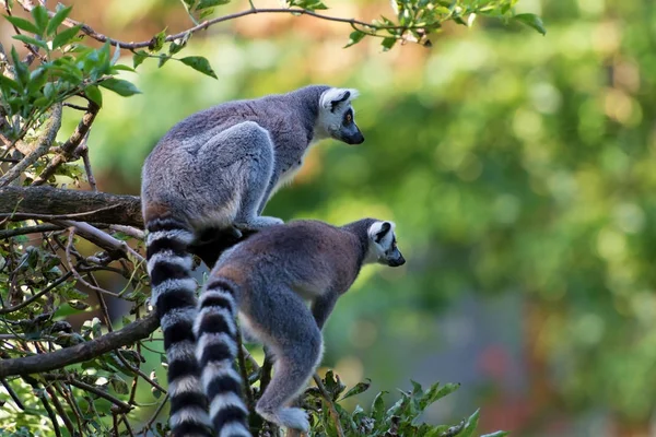 Lemur Maki Catta Jalá Sentado Rama Árbol — Foto de Stock
