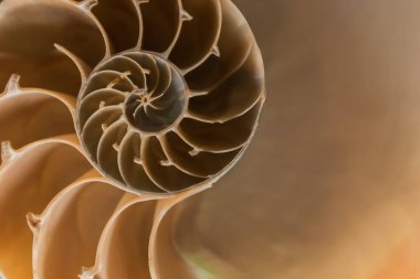 Yakın görünüm notilus kabuk bölümü logaritmik bir spiral ortaya çıkarıyor