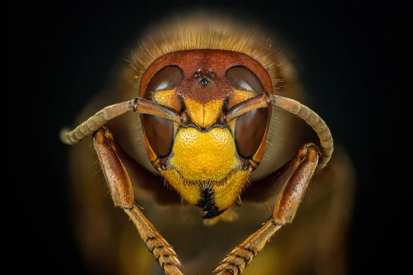 Muy Cerca Super Macro Vista Avispón Europeo Vespa Crabro Cara —  Fotos de Stock