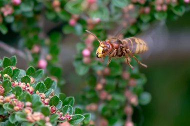 Uçan Avrupa eşekarısının (vespa crabro) kotonaster çiçek nektarı, yeşil arkaplan ile beslenmesine yakından bak