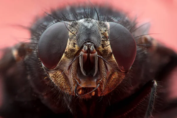 Super Macro Frint View Housefly Musca Domestica Face Red Fone — стоковое фото