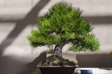 Bir Japon kırmızı çam bonsai (Pinus densiflora) manzara kapalı bir masa üzerinde yan tarafında bilimsel isim etiketi ile