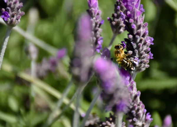 Le gros plan d'une abeille sur une fleur pourpre de lavande verte branche pollinisant la plante et prenant du pollen par une journée de printemps très ensoleillée sur un fond vert. Photo horizontale. — Photo