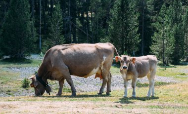 İnek annesine yakın üreyen bir buzağı sürüden uzak bir çiftlikte otlatıyor. Üreyen inek merakla önümüze bakıyor. İnek inek çanı takıyor. Yatay fotoğraf.
