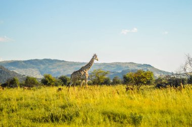Bushveld bir oyun yedek otantik gerçek Güney Afrika safari deneyimi