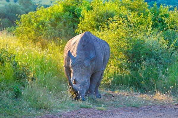 Alert and charging male bull white Rhino or Rhinoceros in a game reserve during safari in South Africa