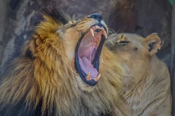 Um lindo leão marrom grande jovem relaxante em uma reserva de jogo na África do Sul — Fotografia de Stock