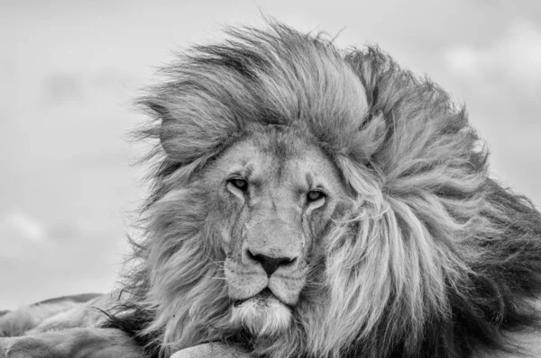 Κοντινό πλάνο του μια μεγαλοπρεπή νεαρό λιοντάρι καφέ κατά τη διάρκεια μια Safari της Νότιας Αφρικής — Φωτογραφία Αρχείου