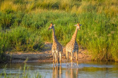 Bir doğa rezerv bir safari sırasında sevimli bir Zürafa Portresi