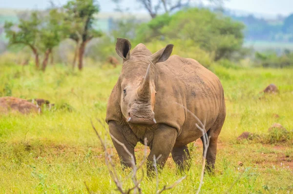 Портрет милий чоловічого bull білий носоріг або носоріг у групі — стокове фото