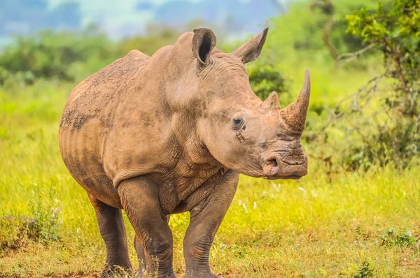 Retrato de toro macho lindo blanco rinoceronte o rinoceronte en grupo — Foto de Stock