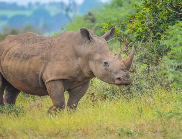 Retrato de un lindo toro macho blanco Rhino pastando suavemente en una reserva de caza — Foto de Stock