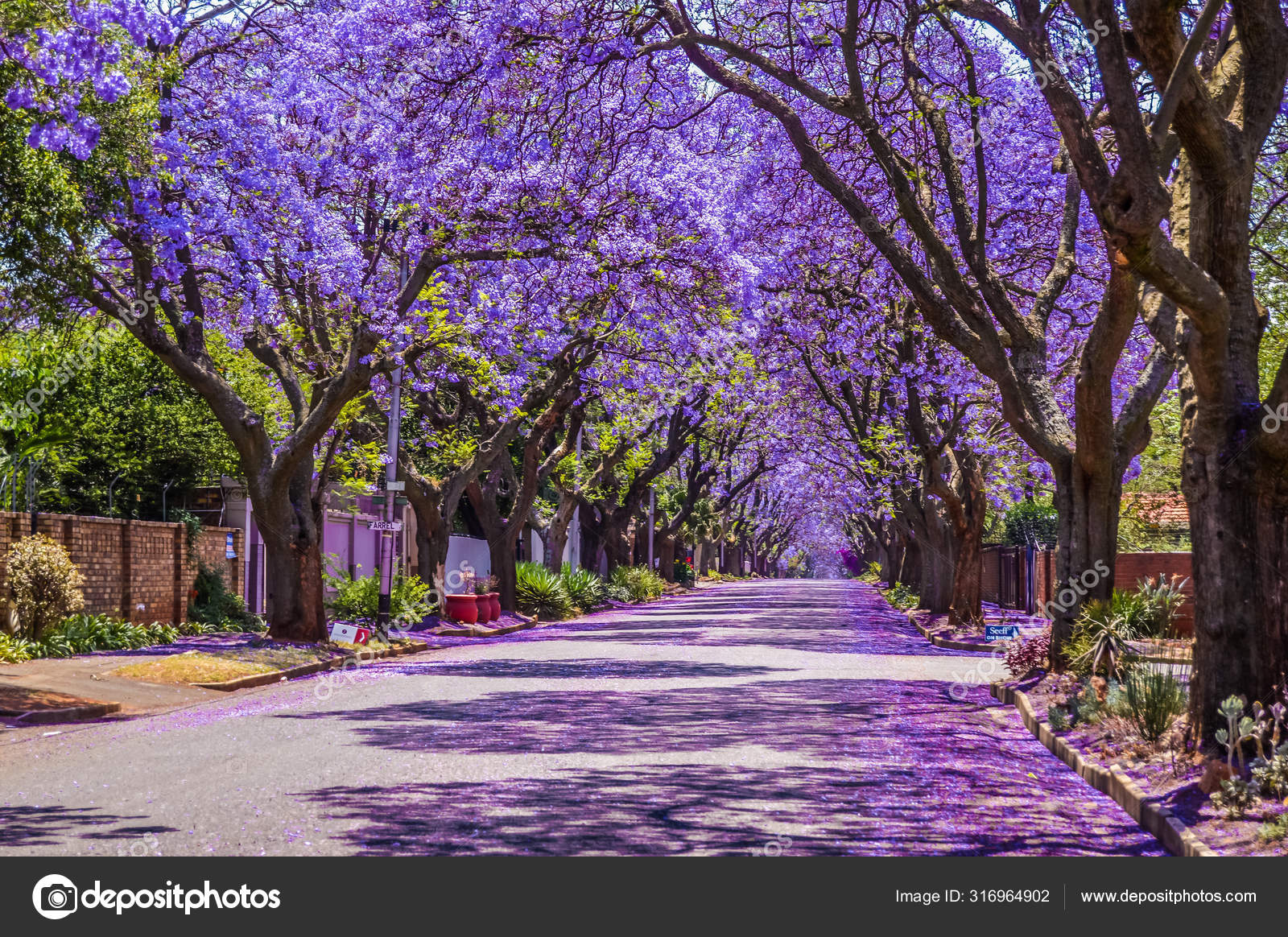 Purple blue Jacaranda mimosifolia bloom in Pretoria streets during