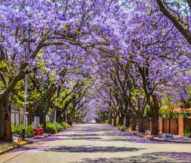 Purple blue Jacaranda mimosifolia bloom in Johannesburg and Pretoria street during spring in October in South Africa clipart