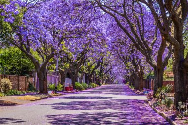 Mor mavi jakaranda mimozomları Güney Afrika 'da, ilkbahar aylarında Pretoria sokaklarında çiçek açarlar.