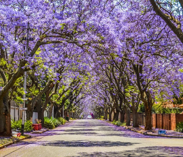 Fialová modrá Jacaranda mimosifolia květ v Johannesburgu a Pretoria ulici během jara v říjnu v Jižní Africe — Stock fotografie