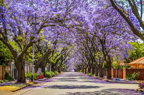 Fioletowy niebieski Jacaranda mimosifolia kwitną w Johannesburgu i Pretoria ulicy wiosną w październiku w Republice Południowej Afryki — Zdjęcie stockowe