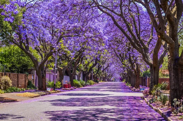 Lila kék Jacaranda mimosifolia virágzik Pretoria utcáin tavasszal októberben Dél-Afrikában — Stock Fotó