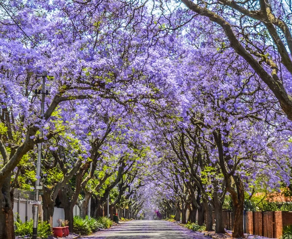 Fialová modrá Jacaranda mimosifolia květ v Johannesburgu a Pretoria ulici během jara v říjnu v Jižní Africe — Stock fotografie