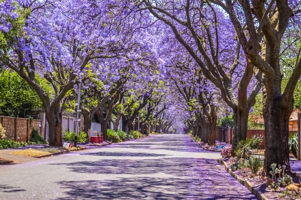 Fialová modrá Jacaranda mimosifolia květ v Johannesburgu a Pretoria ulici během jara v říjnu v Jižní Africe — Stock fotografie