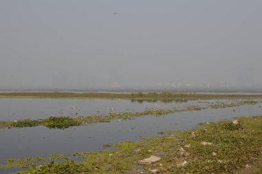 Delhi su kirliliği ve çöp öğütücüsü
