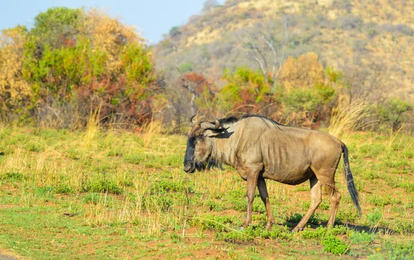 Mavi antilop (Connochaetes taurinus) bir Güney Afrika oyun rezervinde otluyor — Stok fotoğraf