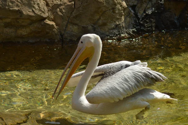 Pelican blanc isolé dans le zoo en Afrique — Photo