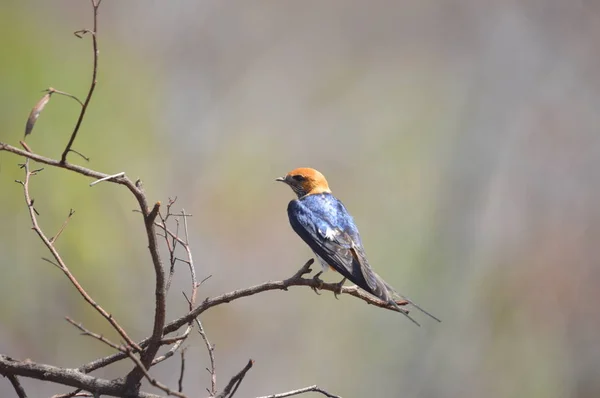 Изолированный амбар Ласточка (Hirundo rustica) в птичьей шкуре в национальном парке Пиланесберг — стоковое фото