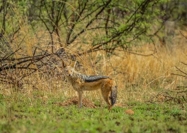 Un chacal negro aislado Canis Mesomelas en una reserva de caza silvestre Sudáfrica — Foto de Stock