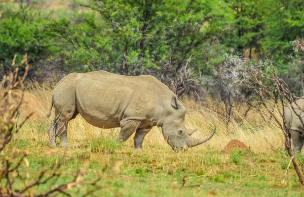 Un rinoceronte blanco aislado pastando en una reserva natural en Sudáfrica — Foto de Stock