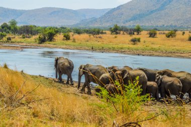 Afrika 'da bir av bölgesinde su içen büyük bir fil sürüsü.