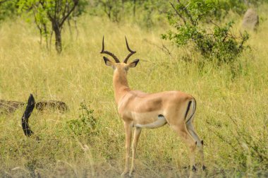 Güney Afrika oyun rezervinde Impala antilobu