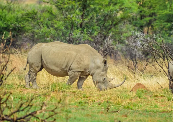 Изолированный белый носорог, пасущийся в заповеднике в Южной Африке — стоковое фото
