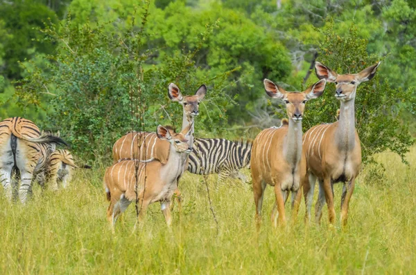 Kudu antilopok nagy családja a Kruger Nemzeti Parkban Afrika — Stock Fotó