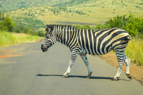 Cape Burchell's Zebra in savannah in South Africa — Stock Photo, Image