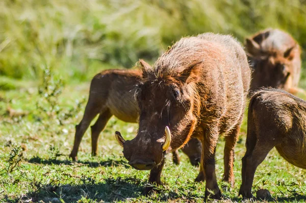 Warthog o Pumba común interactuando y jugando en una reserva de caza sudafricana — Foto de Stock